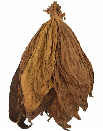 Feuilles naturelles de tabac Kentucky Fire Cured (séchage au feu de bois) en bouquet